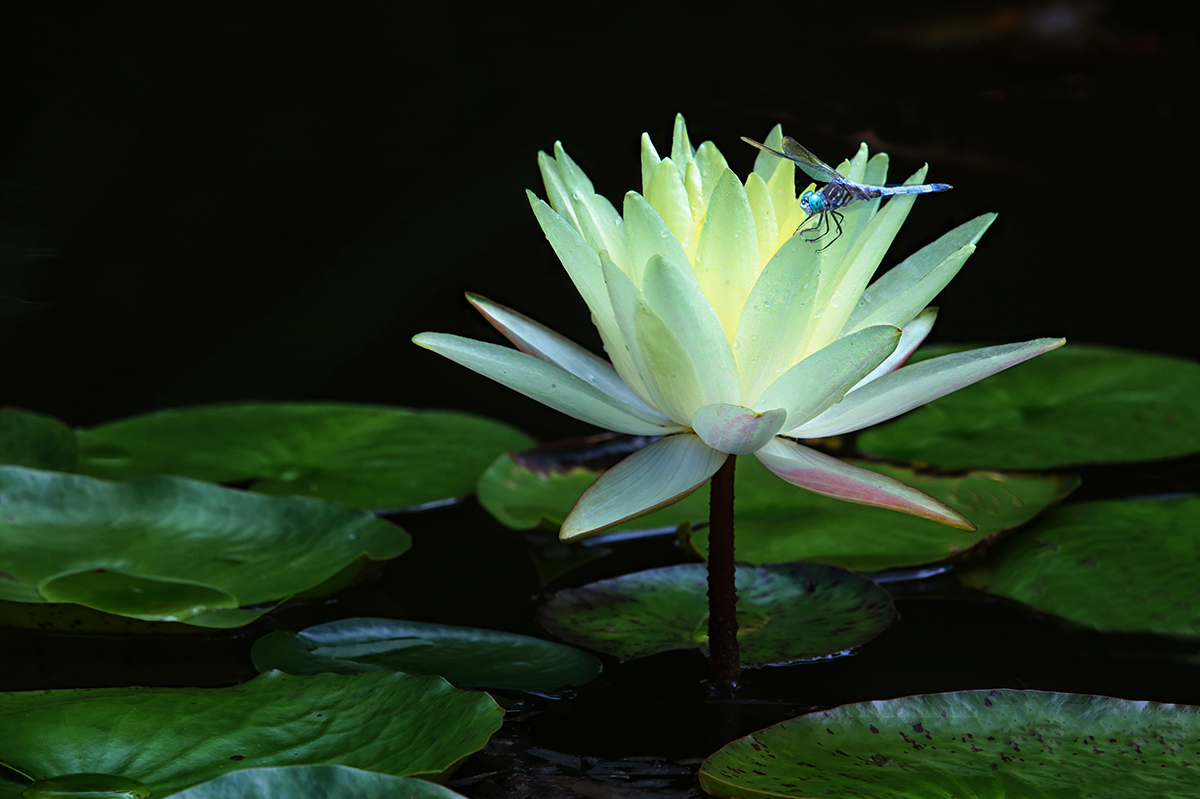 Dragonfly on Waterlily