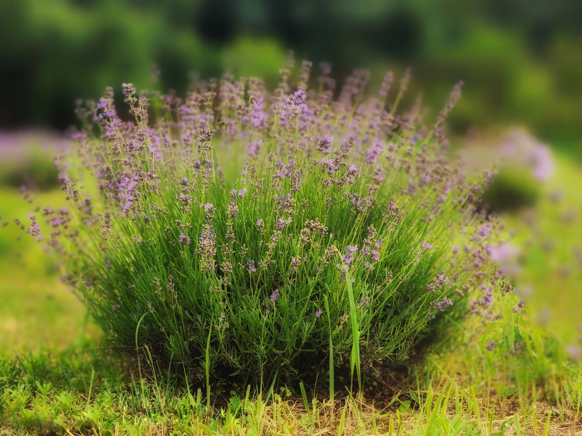Tumalo Lavender