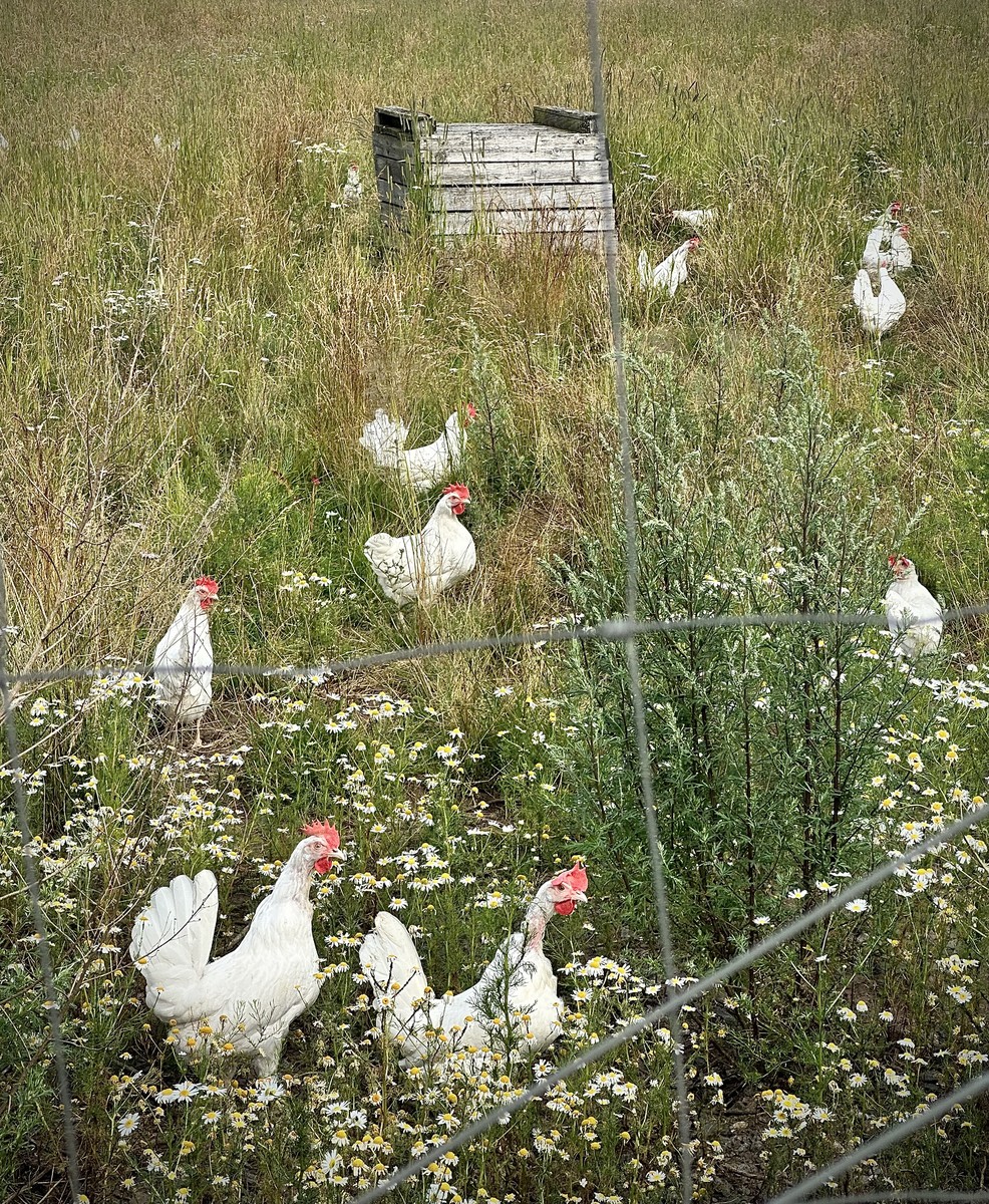 Visit to Jusso Organic Farm