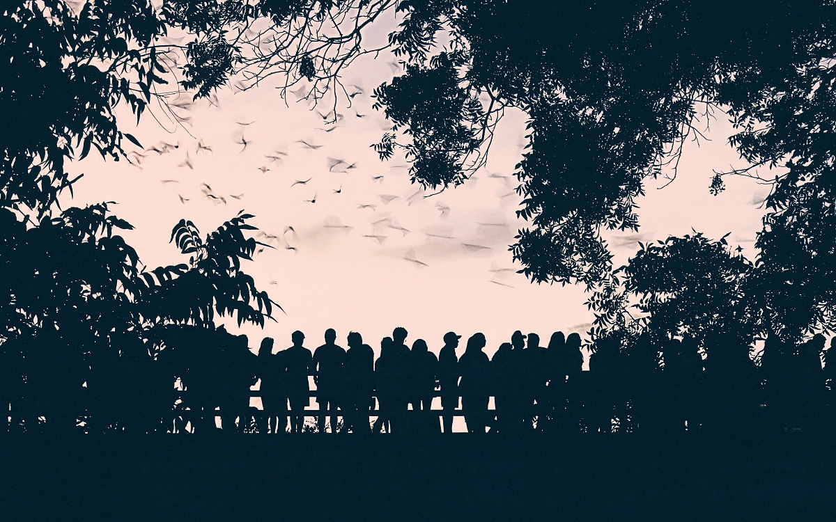 The bats take flight