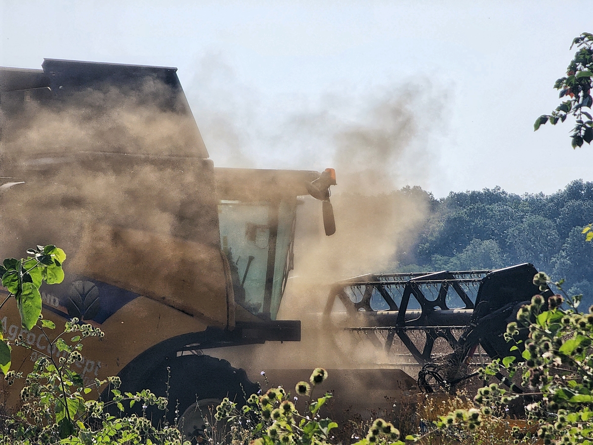 rapeseed harvest started