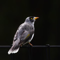 Noisy Miner (Manorina melanocephala)