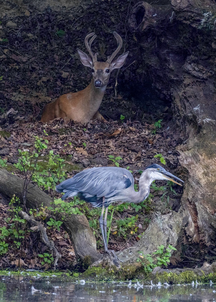 Cohabitation