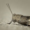 Anatomy of a Grasshopper