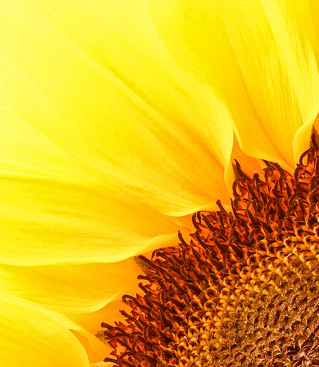 Sunny