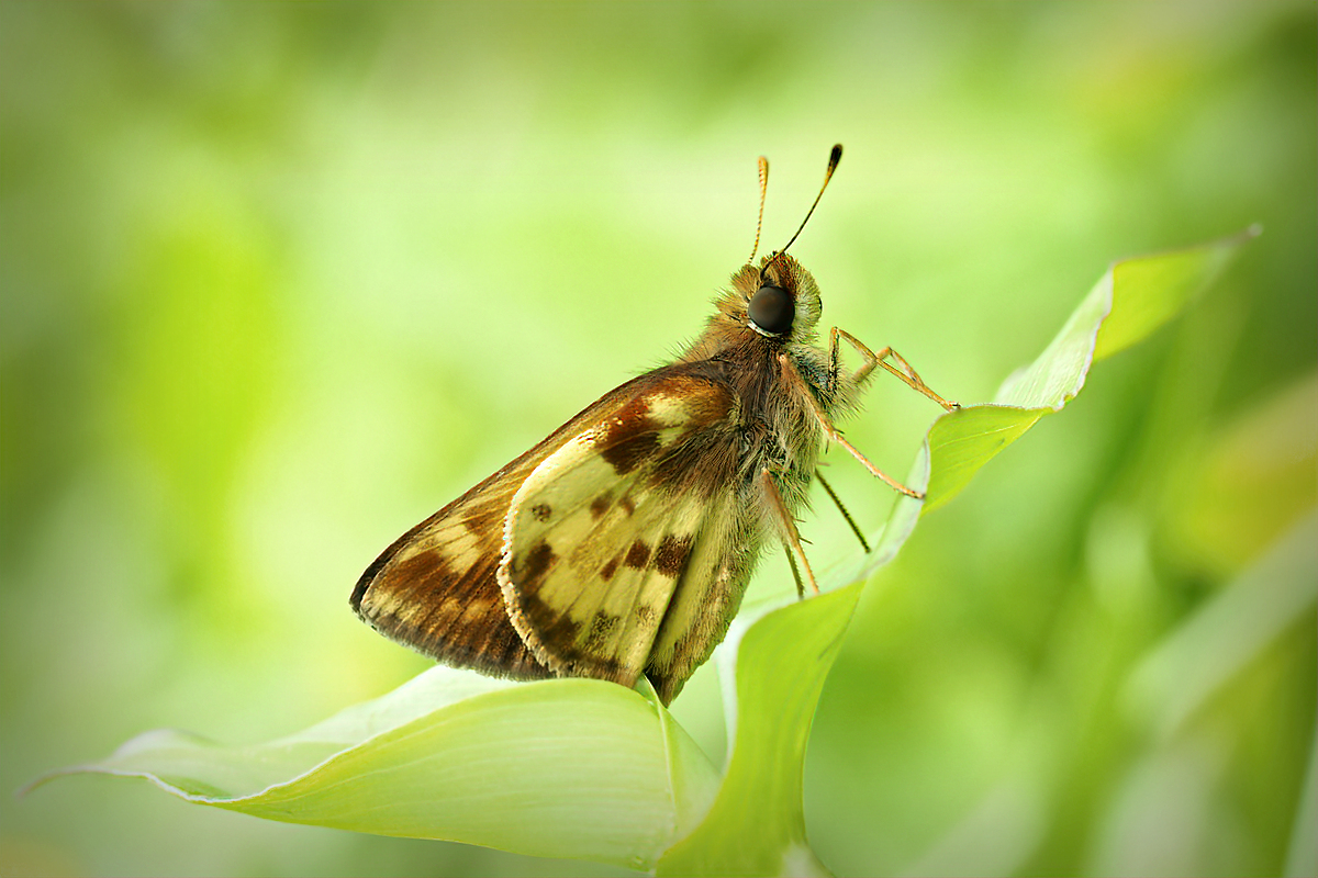 Skipper