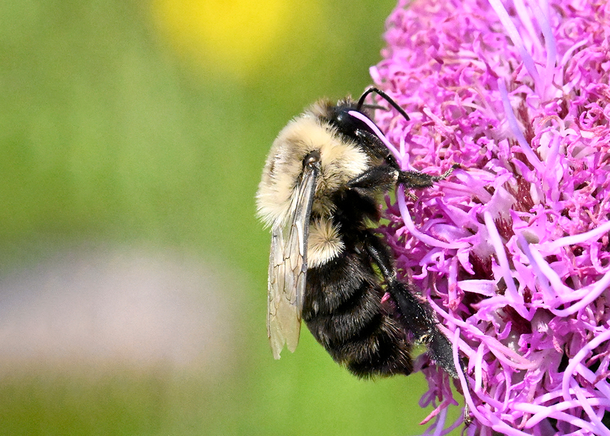 The Buzz of Life