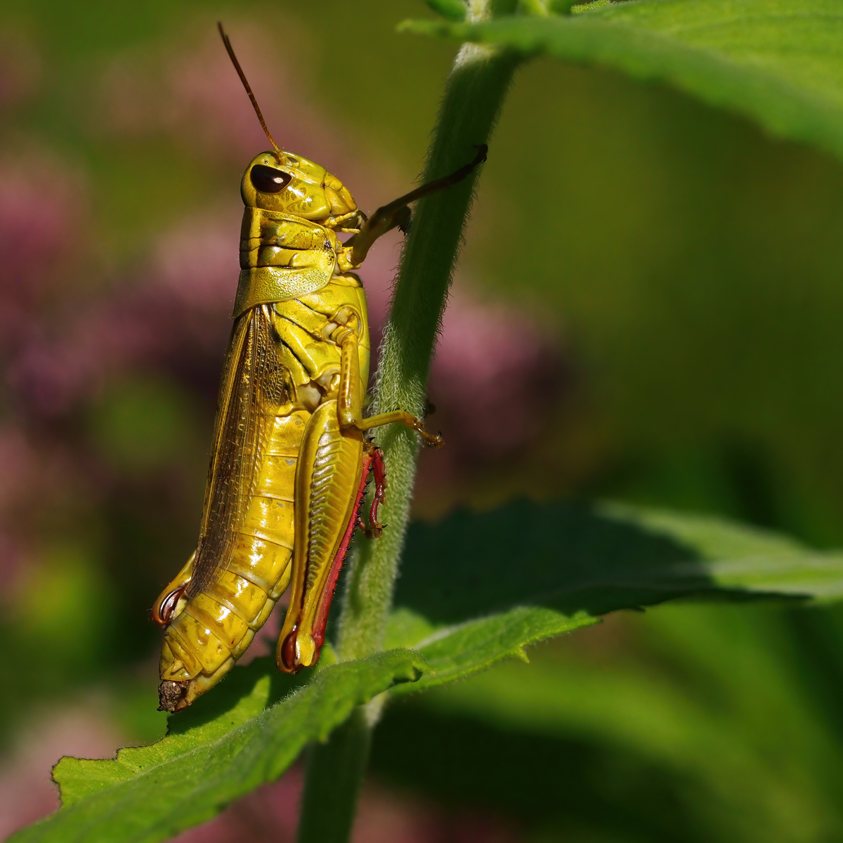 Two-striped Grasshopper