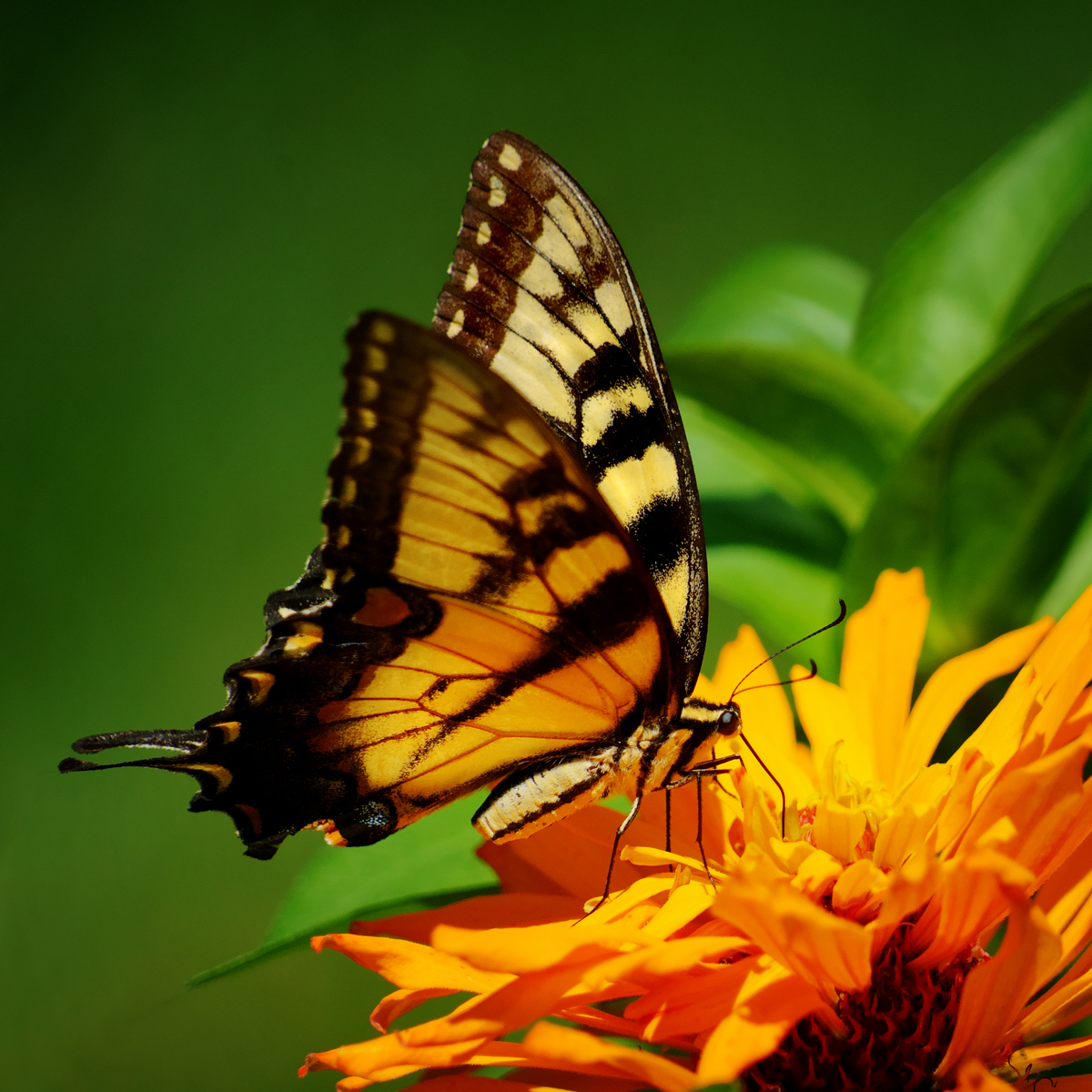 Wings of Summer