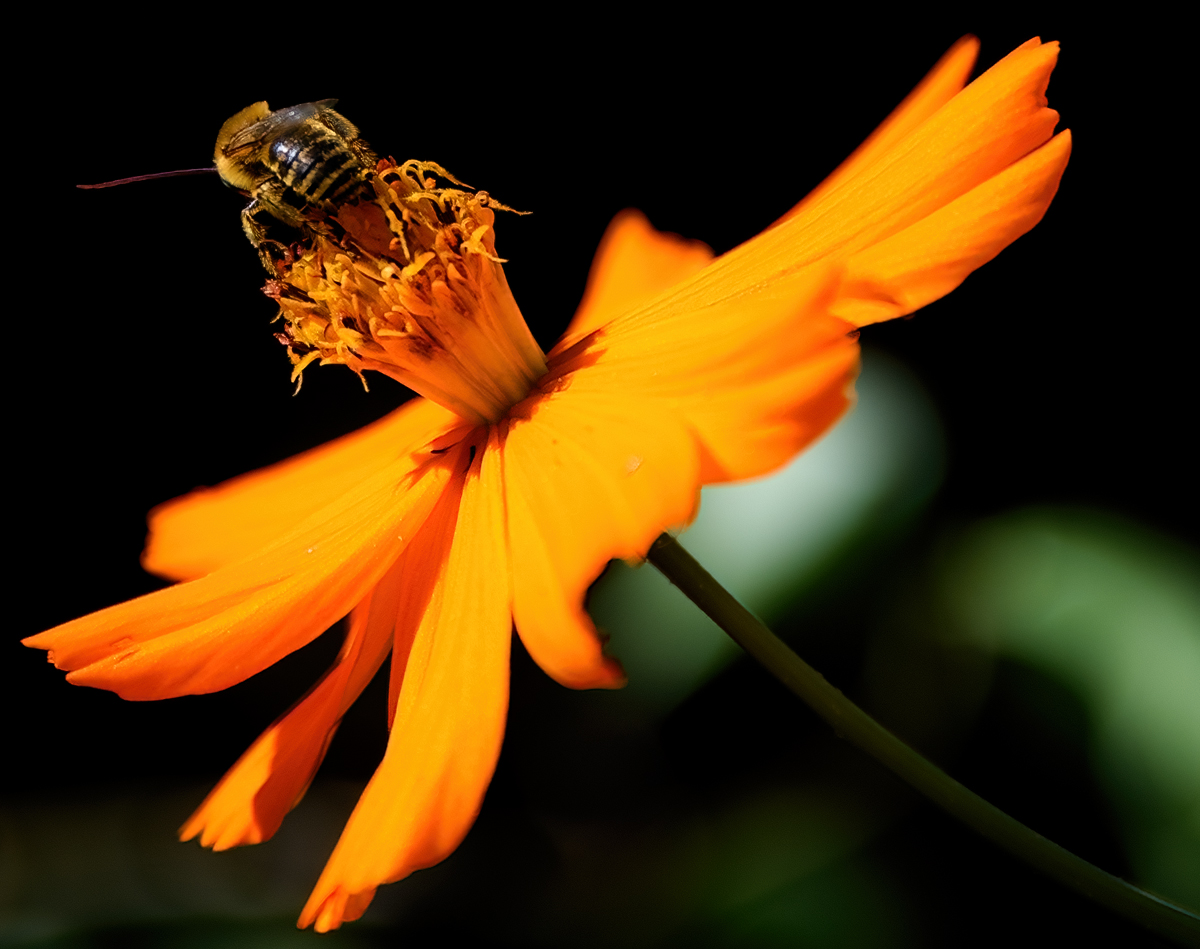 Bee Butt