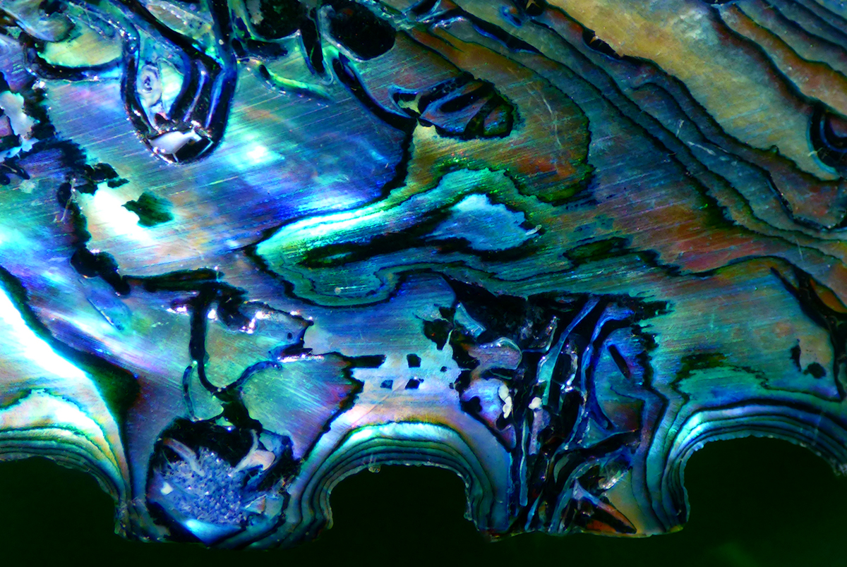 Paua