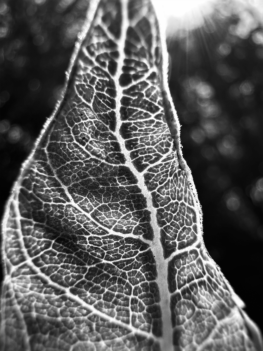 Leafography