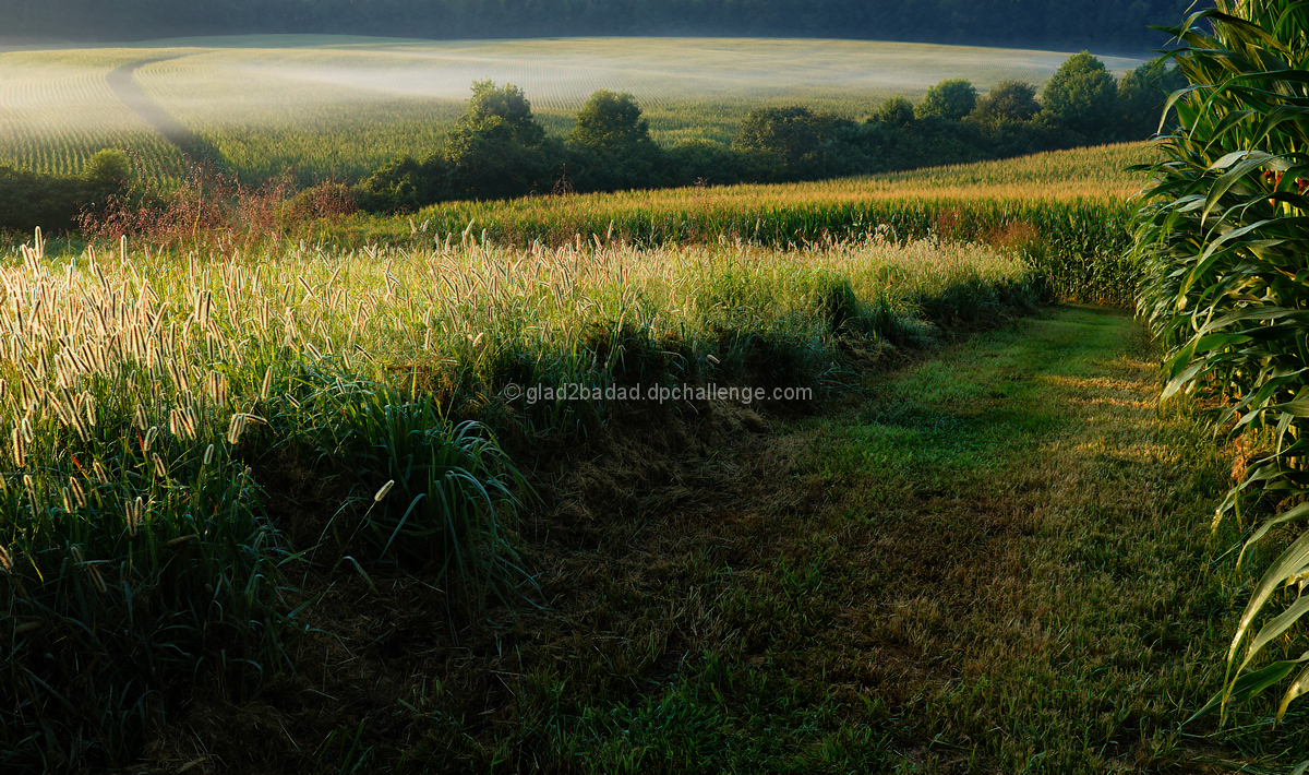Fertile Fields