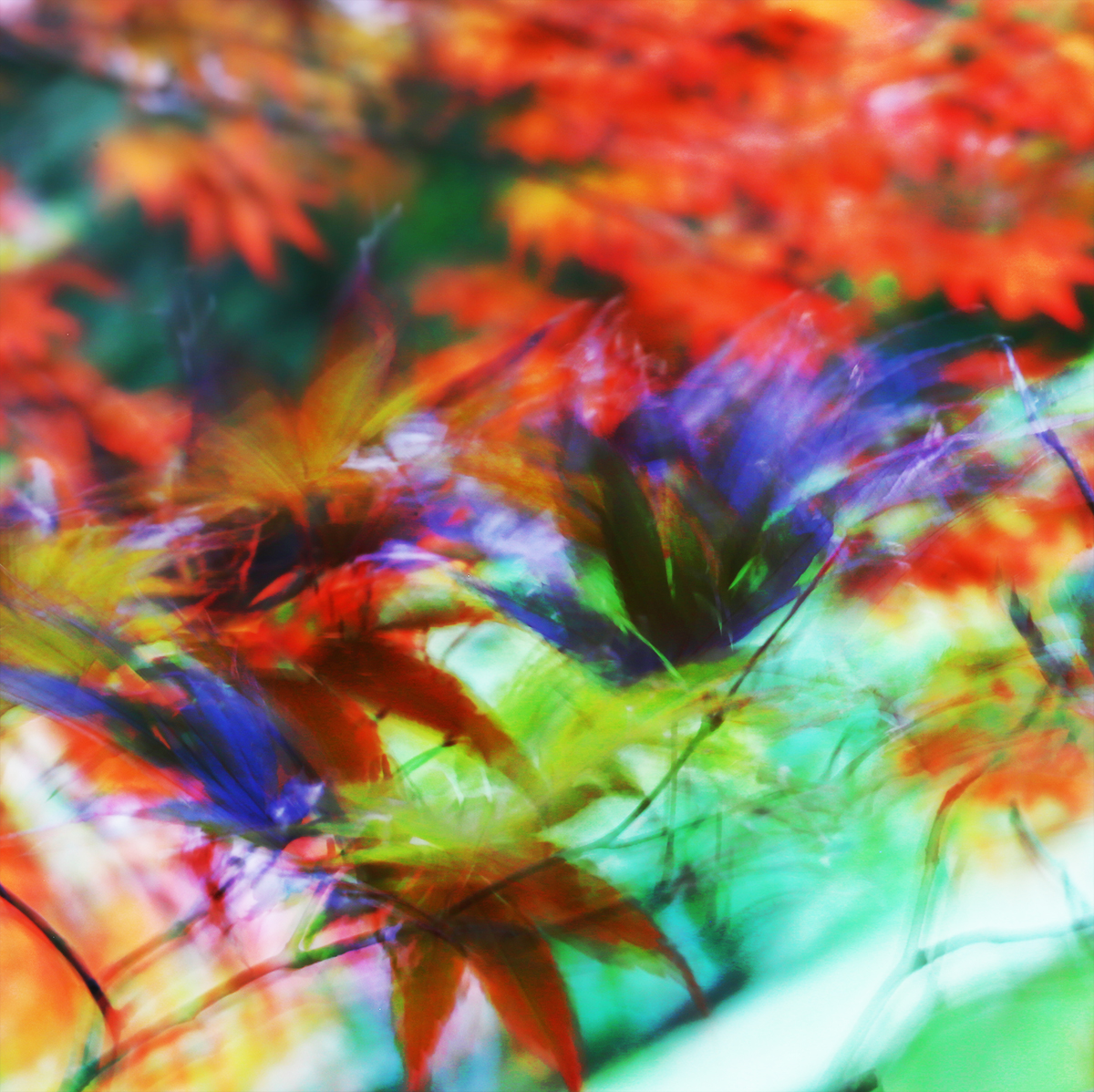 red maple breeze