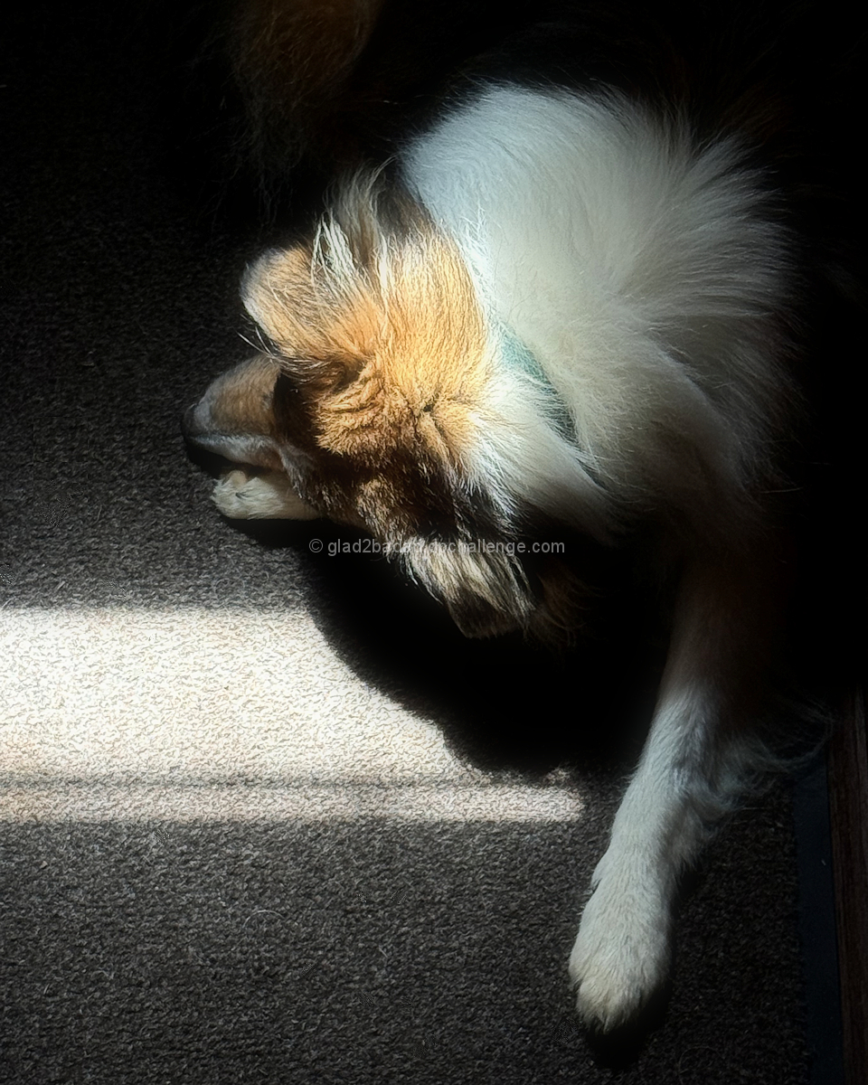 My dear companion of 14 years - sweet dreams.