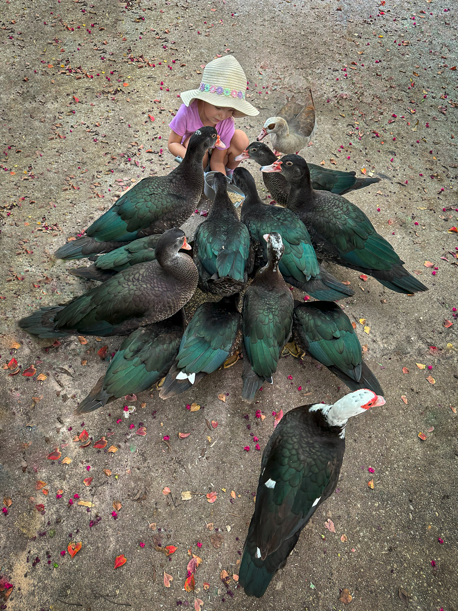 Duck, Duck, Goose