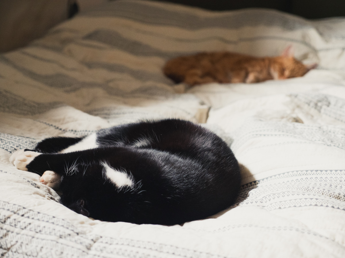 Cats