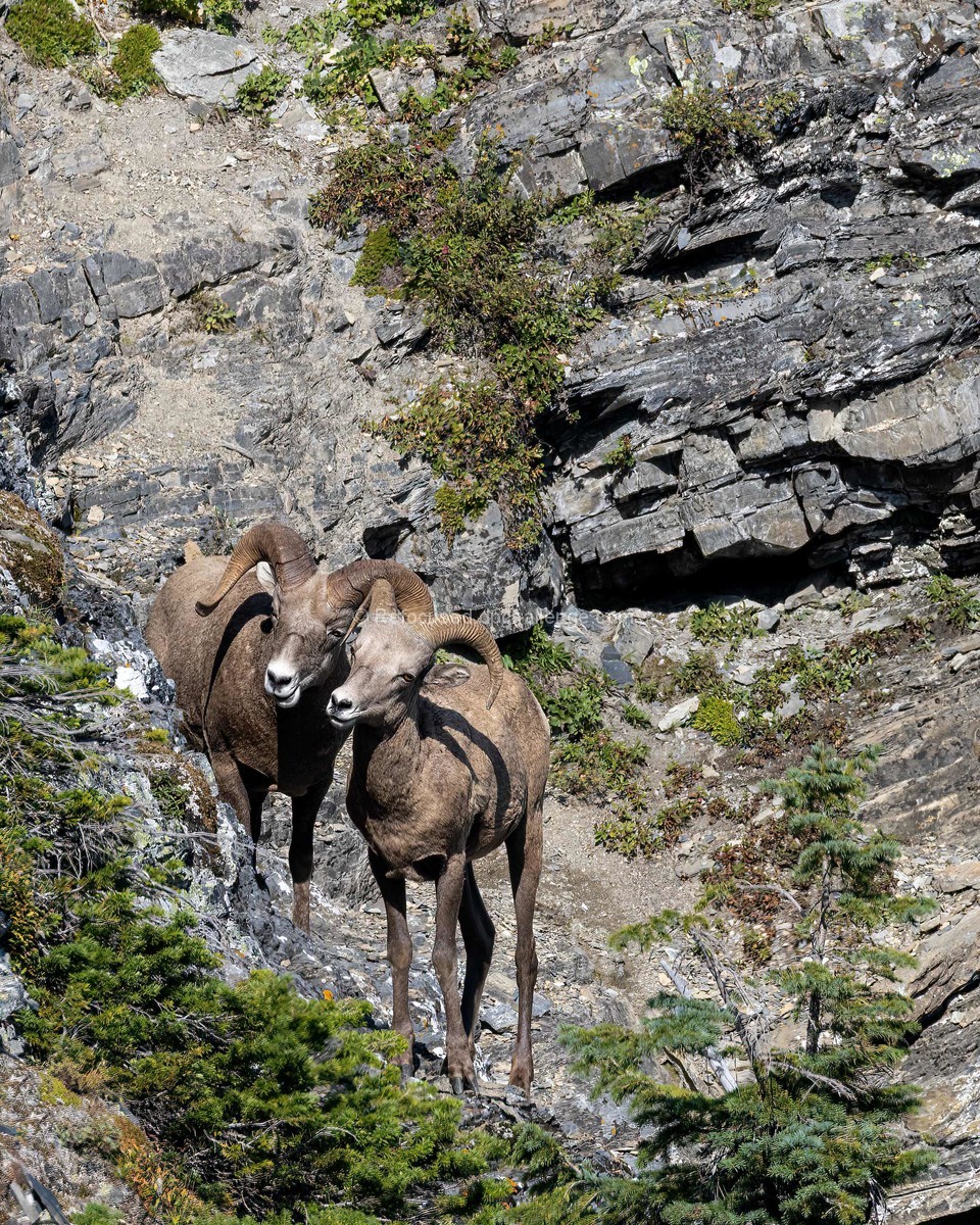 Big Horn Sheep In Their Natural Habitat