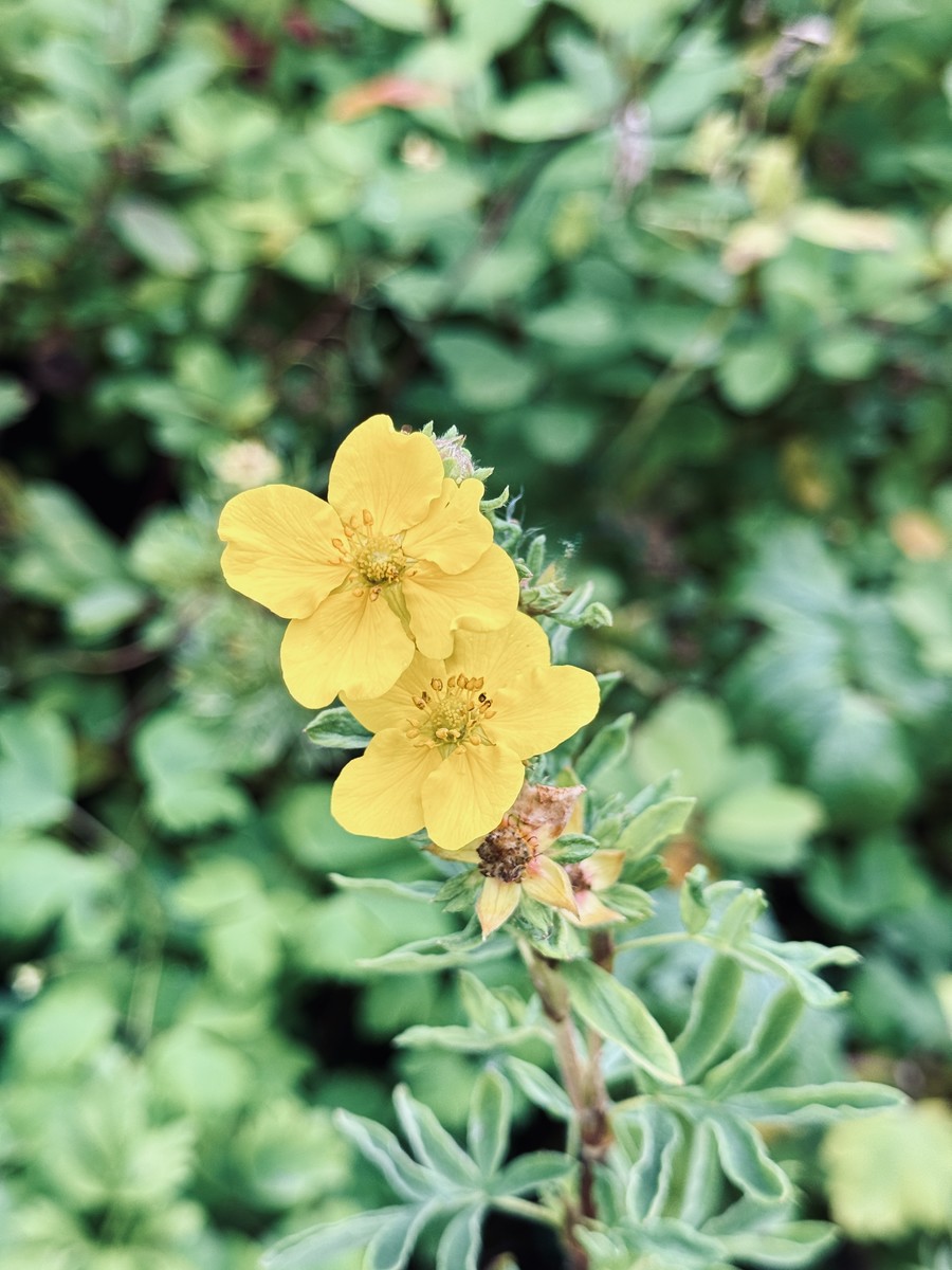 Golden Bloom