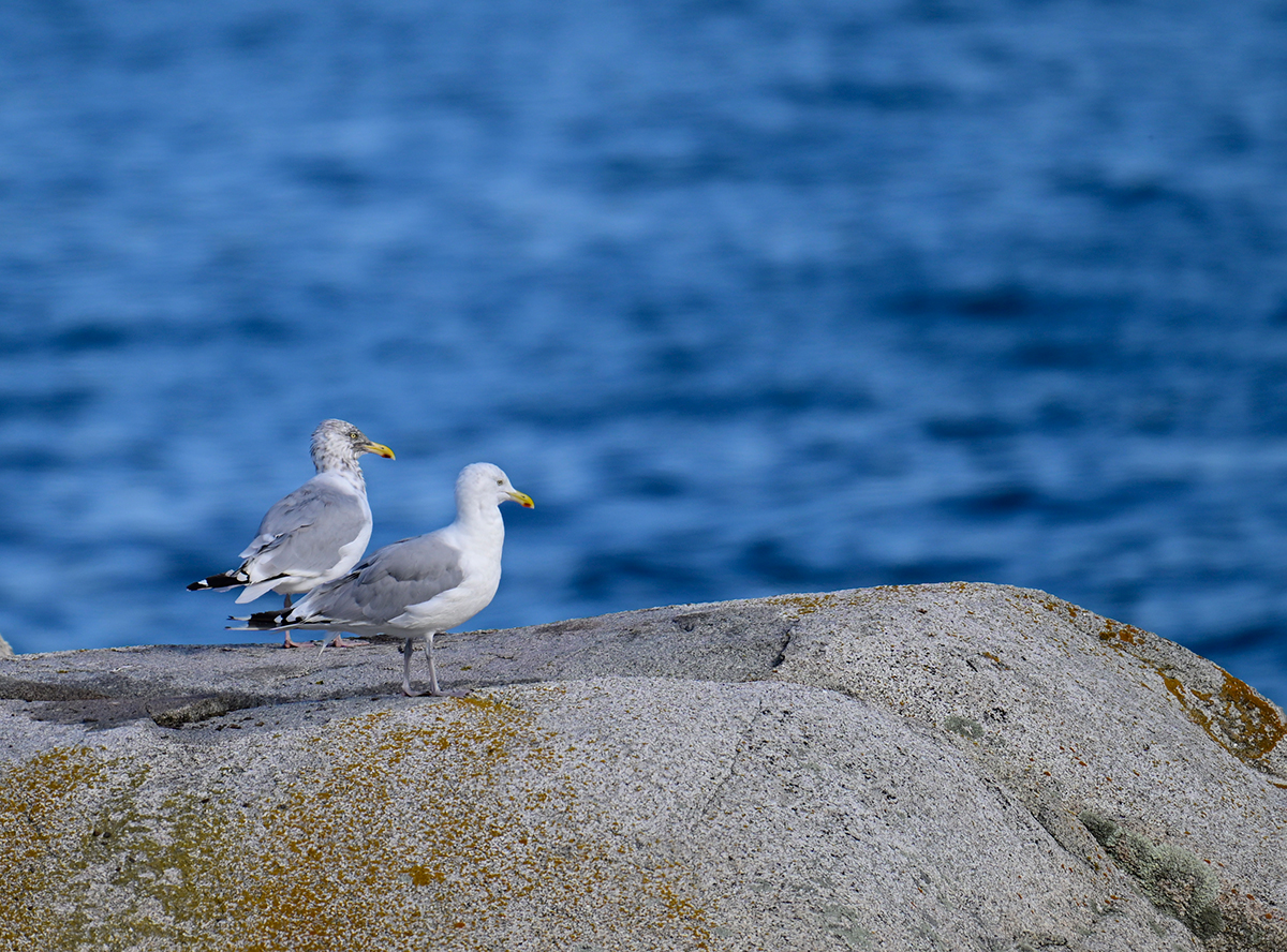 Birds of a feather flock together.