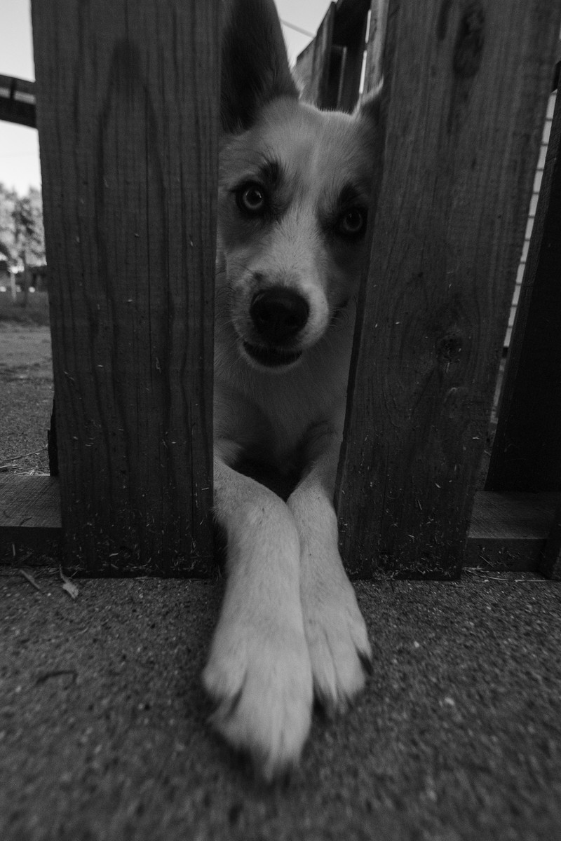 Two Paws to the Nerth