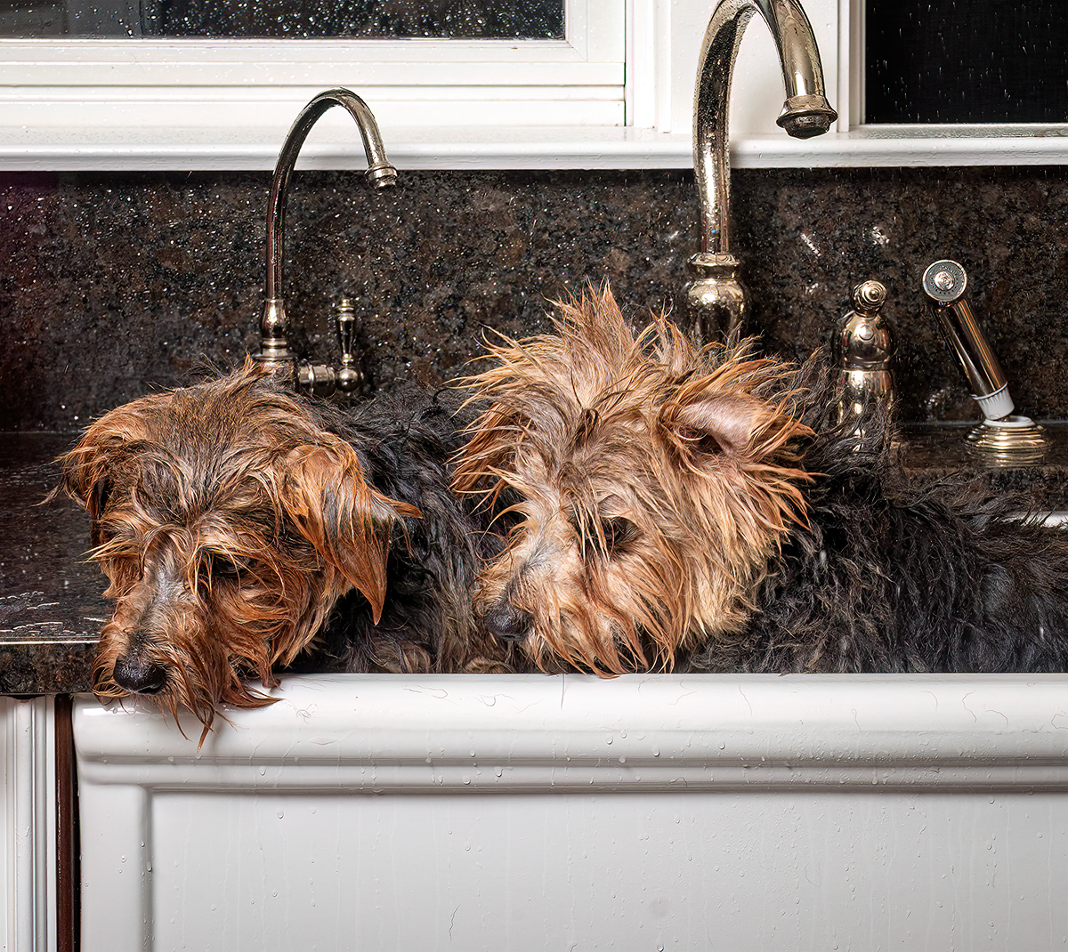 Two Wet Boys Plotting their Escape