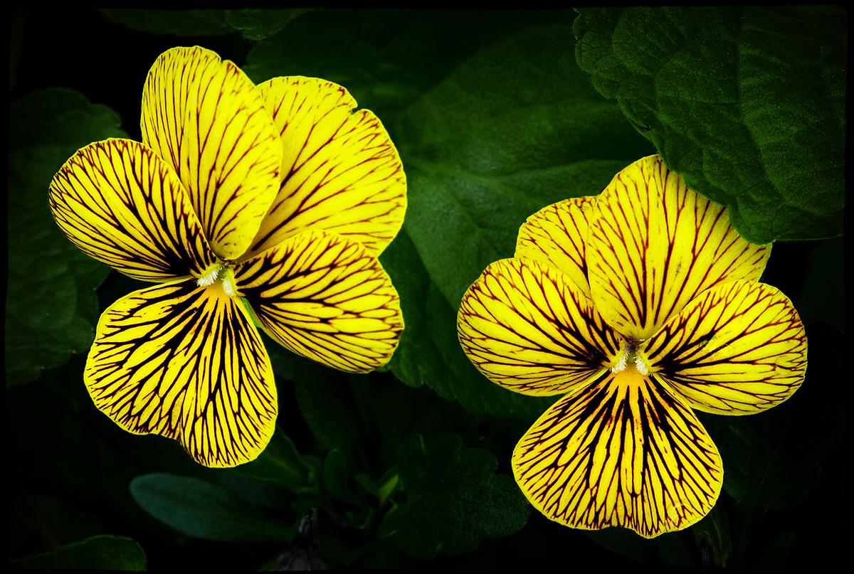 Violas