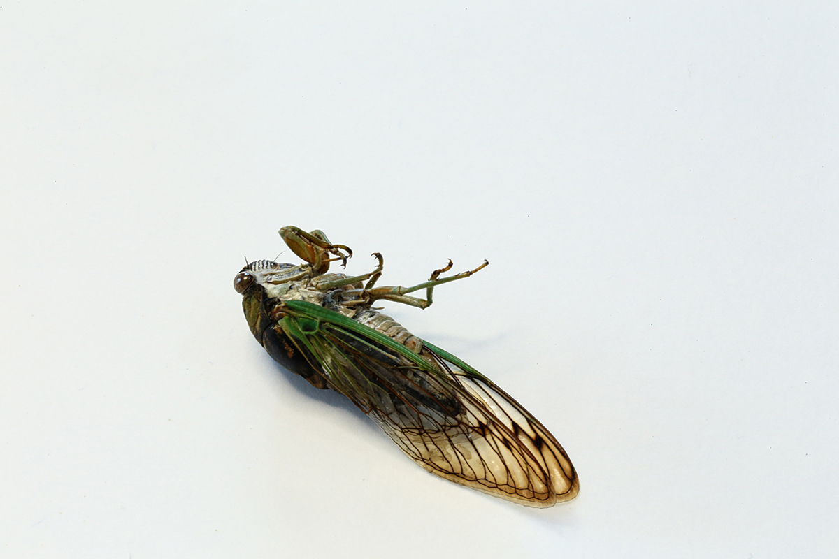 dead cicada