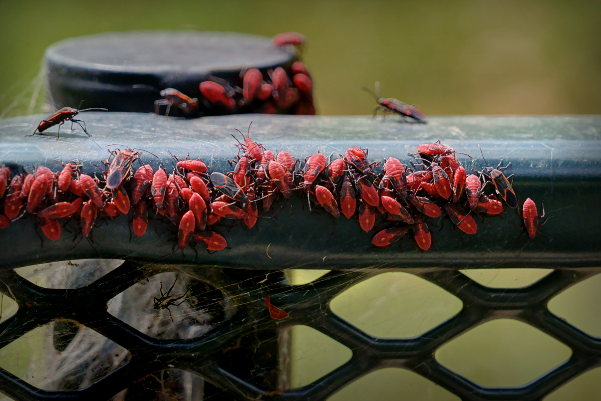 Boxelder Bugs