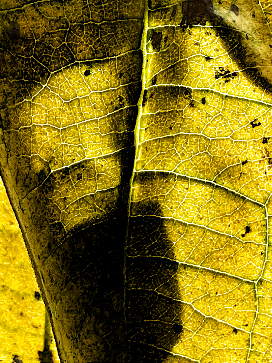 Dead Leaves