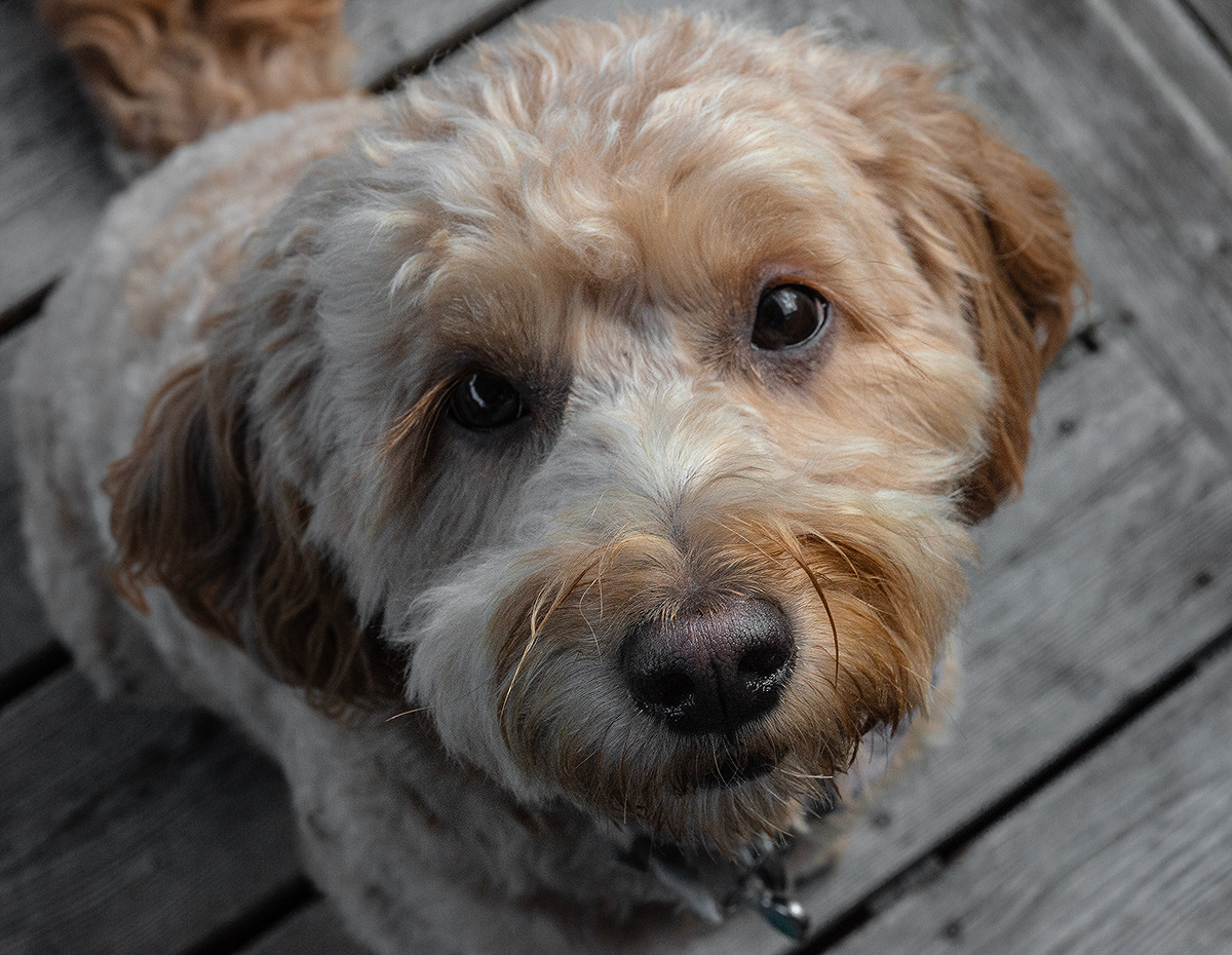 The Noseprint: A Dog?s Signature