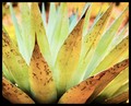 Aloe Hieroglyphics 