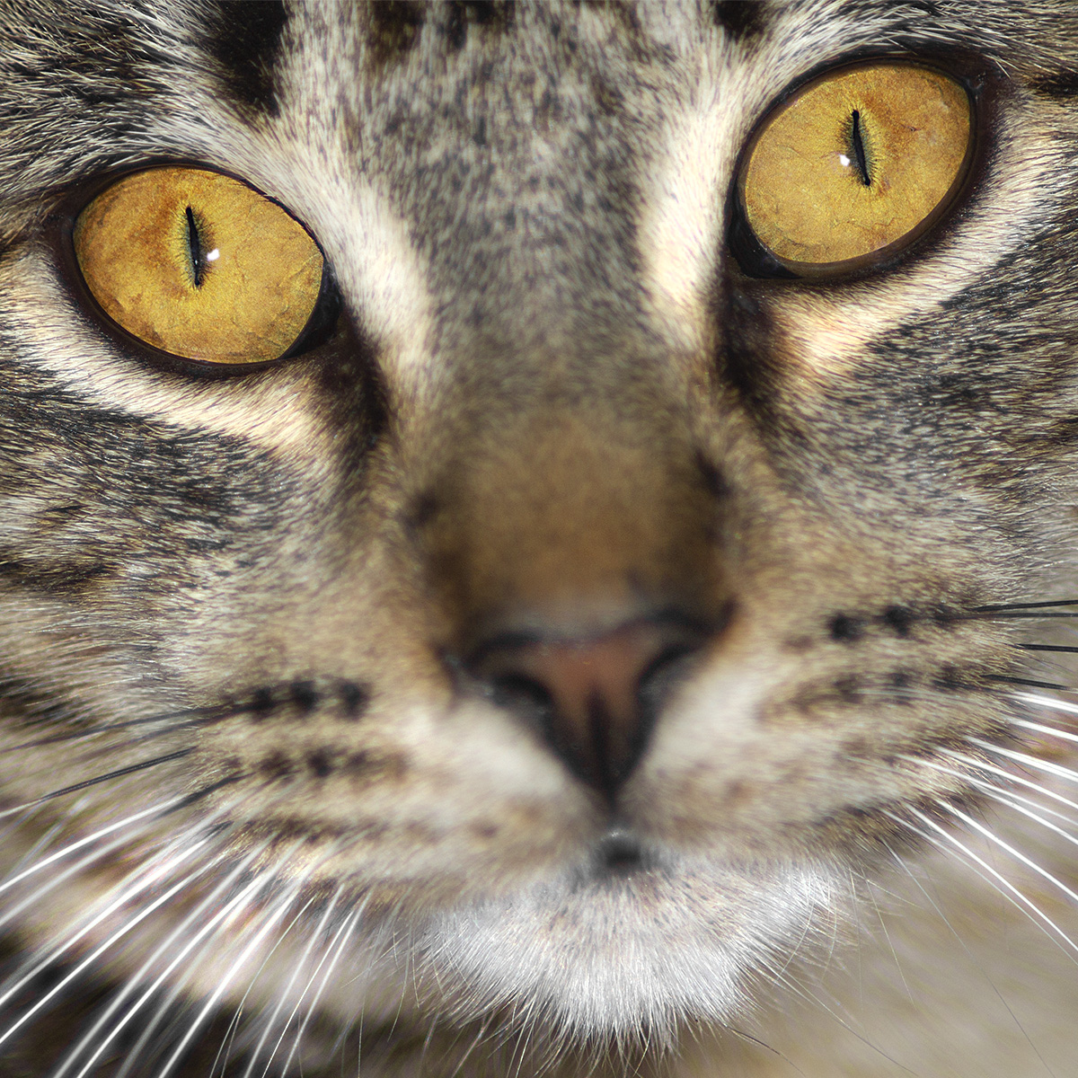 Feline Curiosity