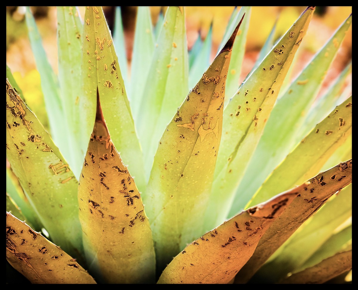 Aloe Hieroglyphics 
