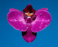 A butterfly in the rain