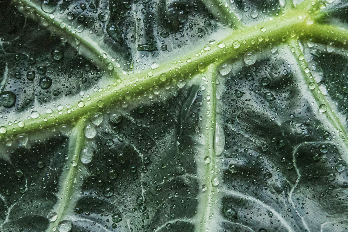 Wet Leaf
