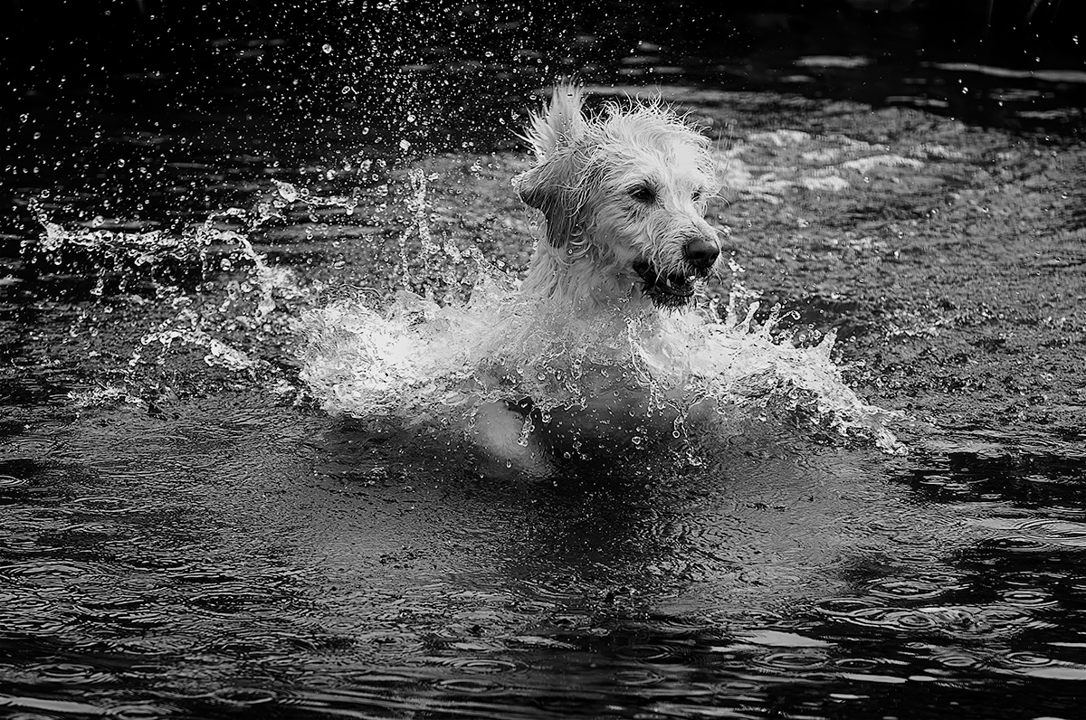Wet & Wild