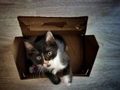 give kitty a box! 
