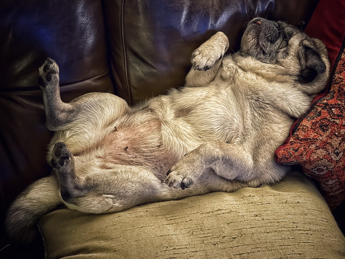 Stuffed pug with cushions
