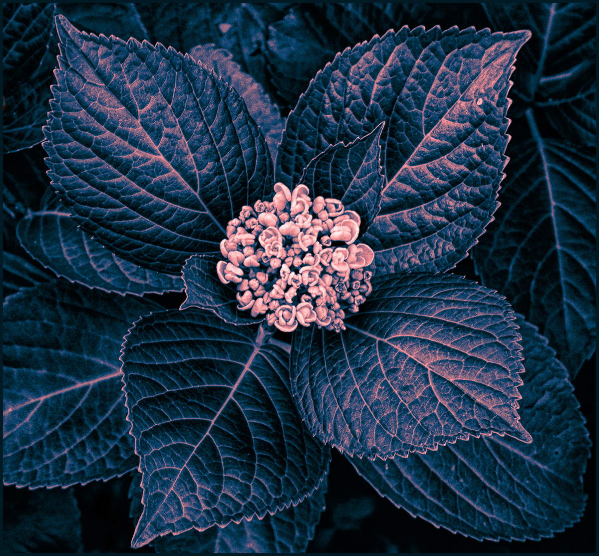 Hydrangea, Reimagined