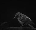 Starling