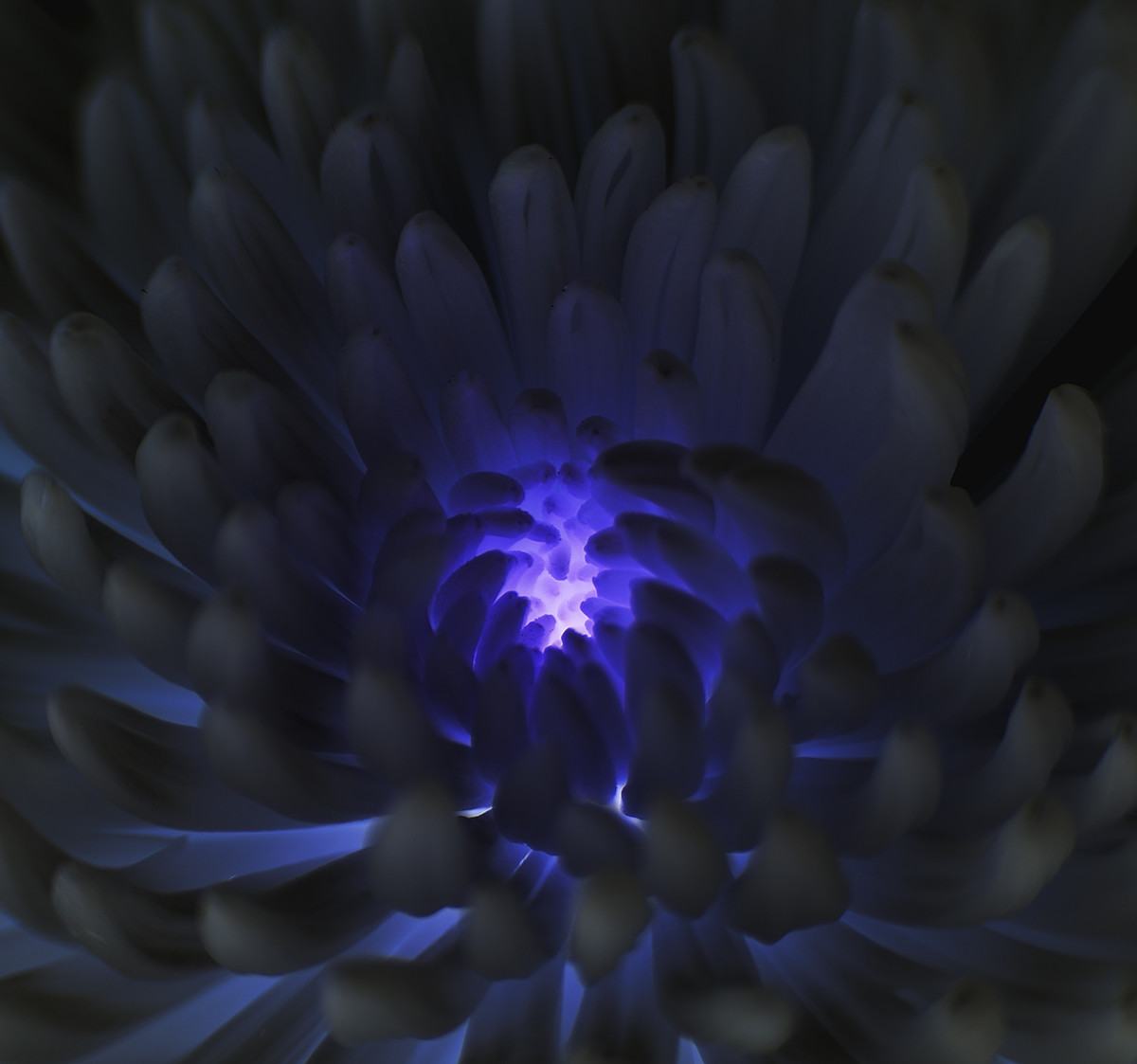 insect vision