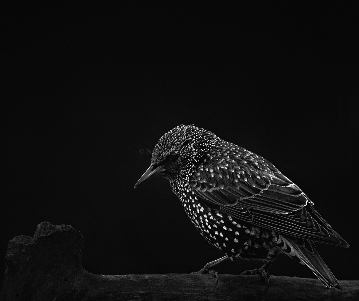 Starling
