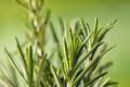 Rosemary