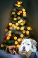 Holiday dreams:  Paws and Bokeh