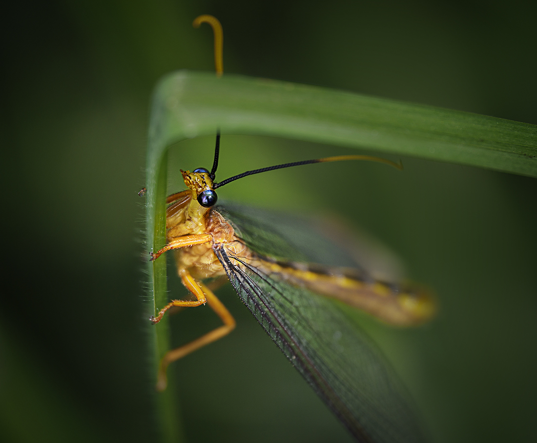 Lacewing - Nymphes myrmeleonides