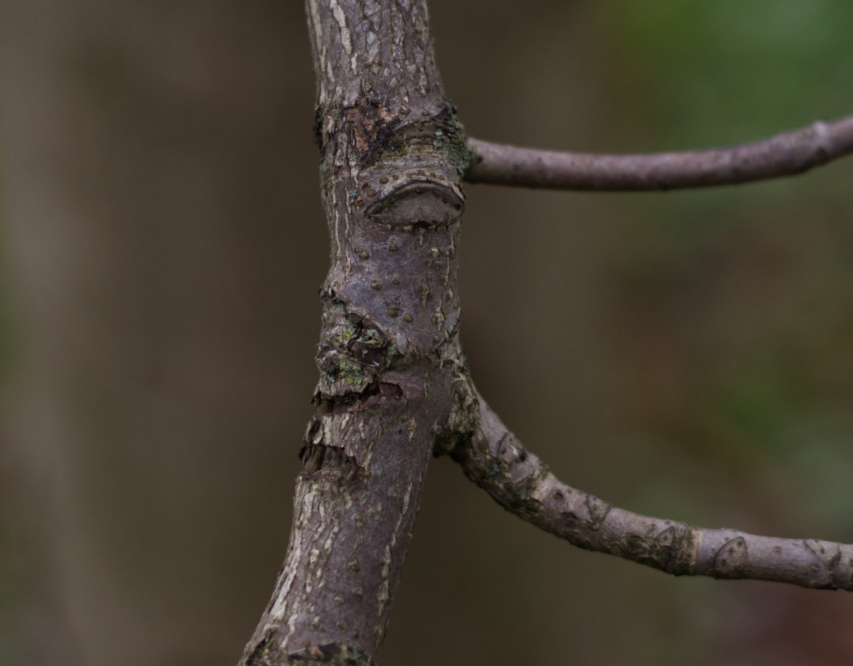 Twig