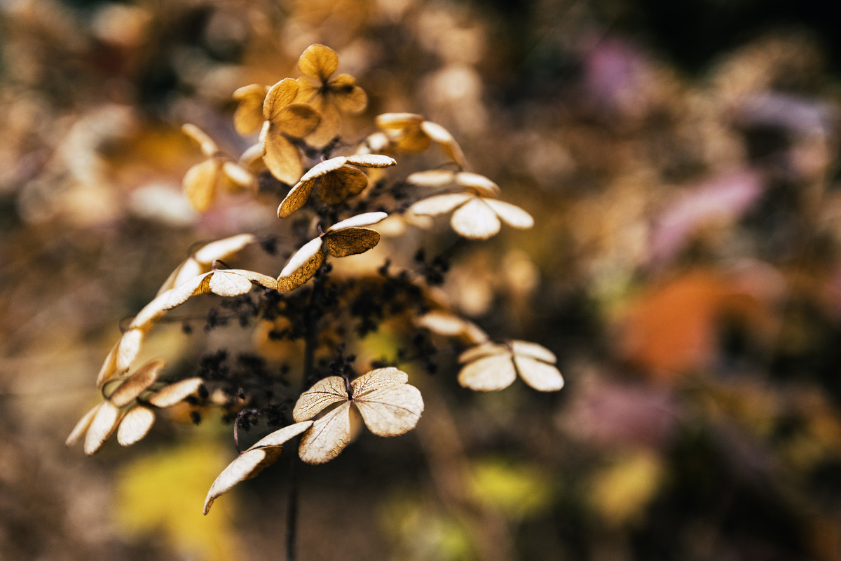 Hydrangea Study