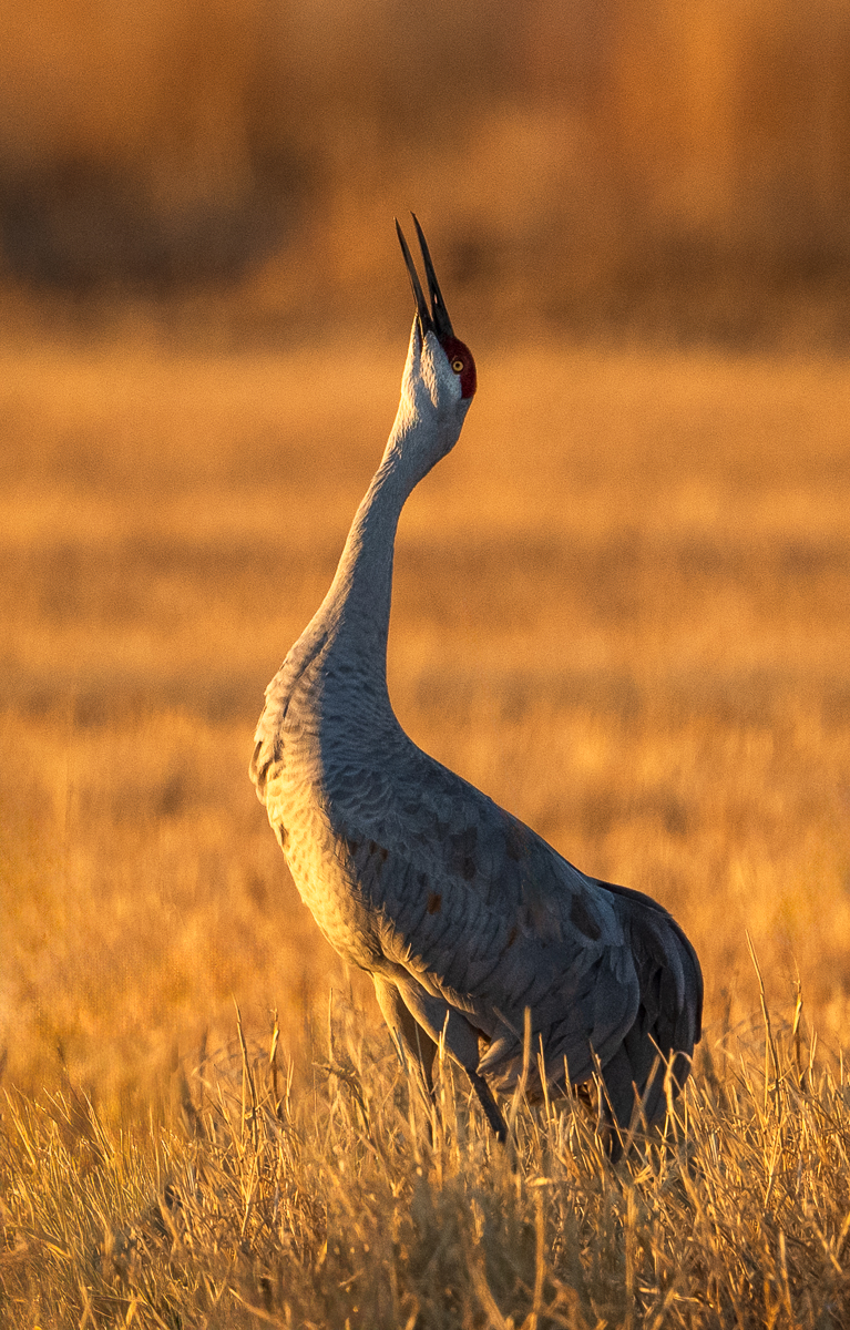 Greeting the Morning