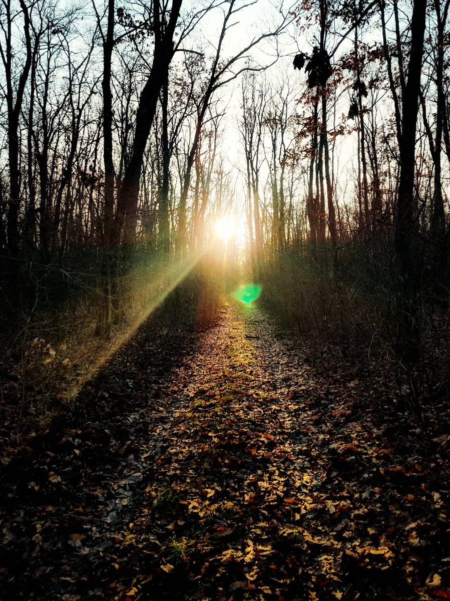 enchanted